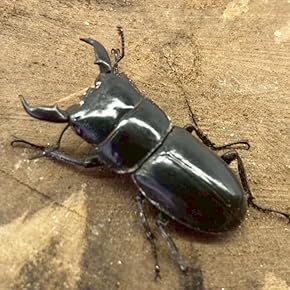 グリコ　ジェットメカ昆虫　クワガタＢ　送料込み アカアシクワガタ（宮崎県高千穂）43ミリペアの販売/クワガタ